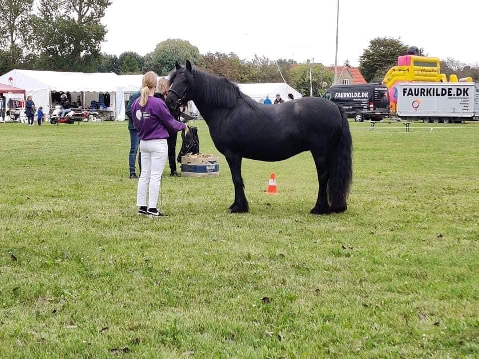 Fell pony Lowlands Heather UDLÅNT billede 1
