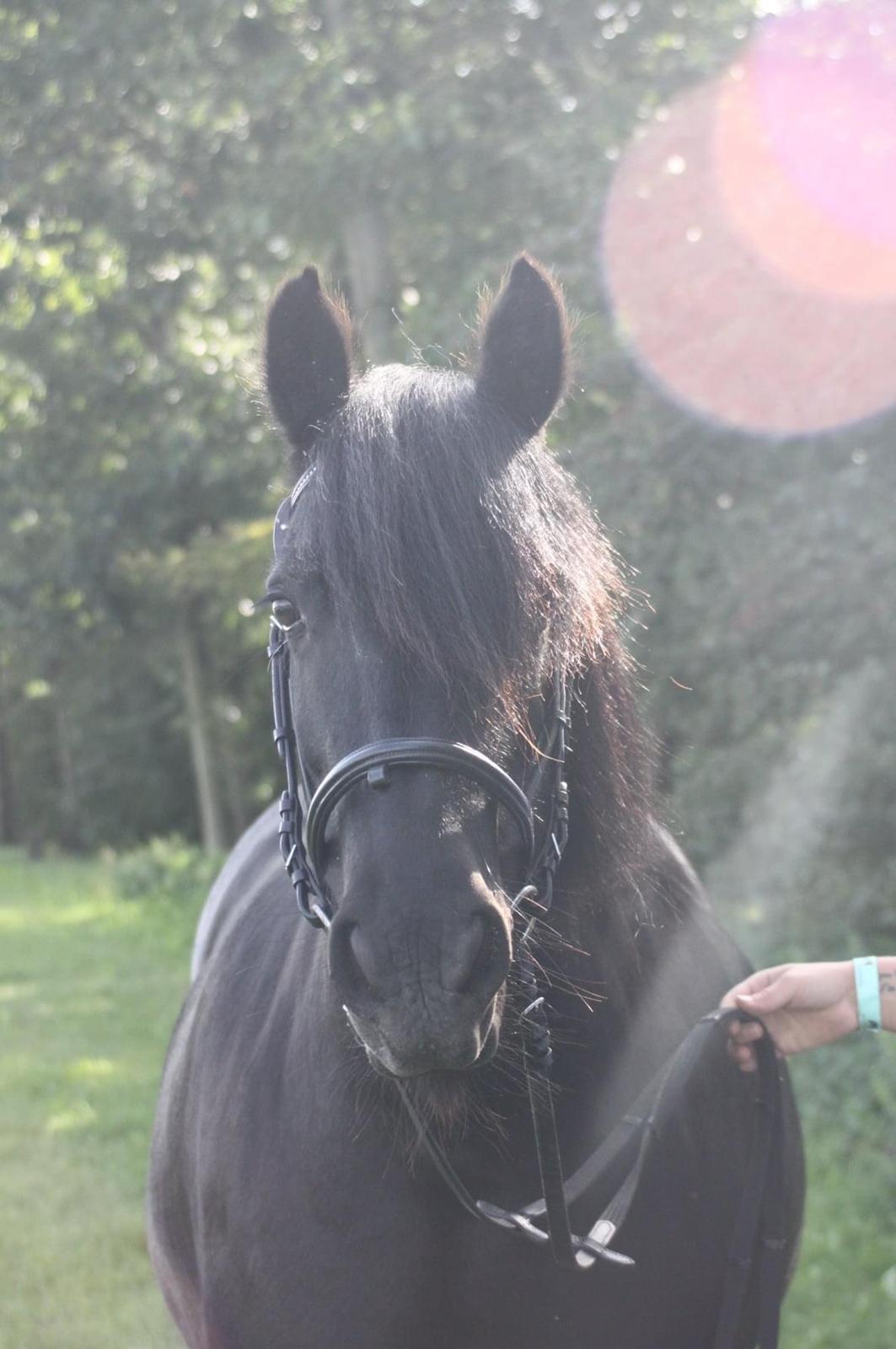 Fell pony Lowlands Heather UDLÅNT billede 2