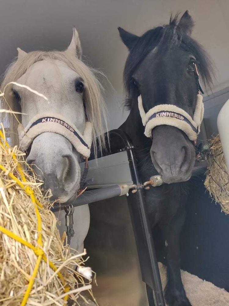 Fell pony Lowlands Heather UDLÅNT billede 4