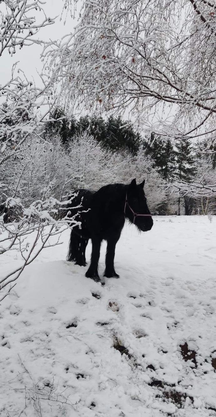 Fell pony Lowlands Heather UDLÅNT billede 5
