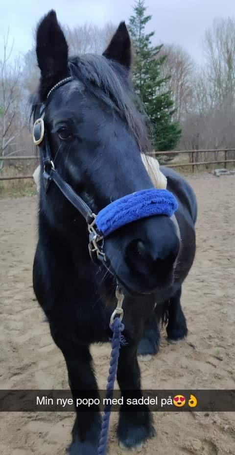 Fell pony Lowlands Heather UDLÅNT billede 6