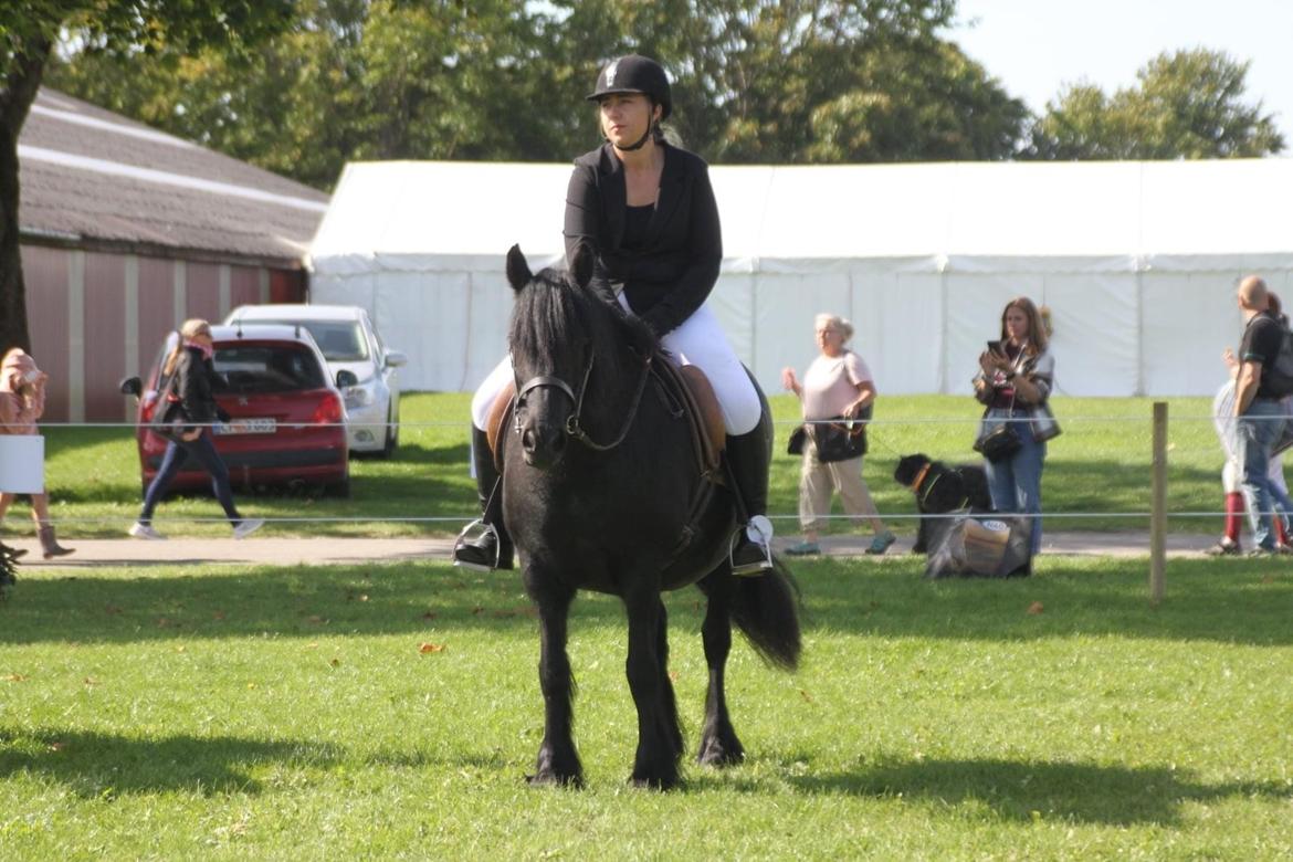 Fell pony Lowlands Heather UDLÅNT billede 3