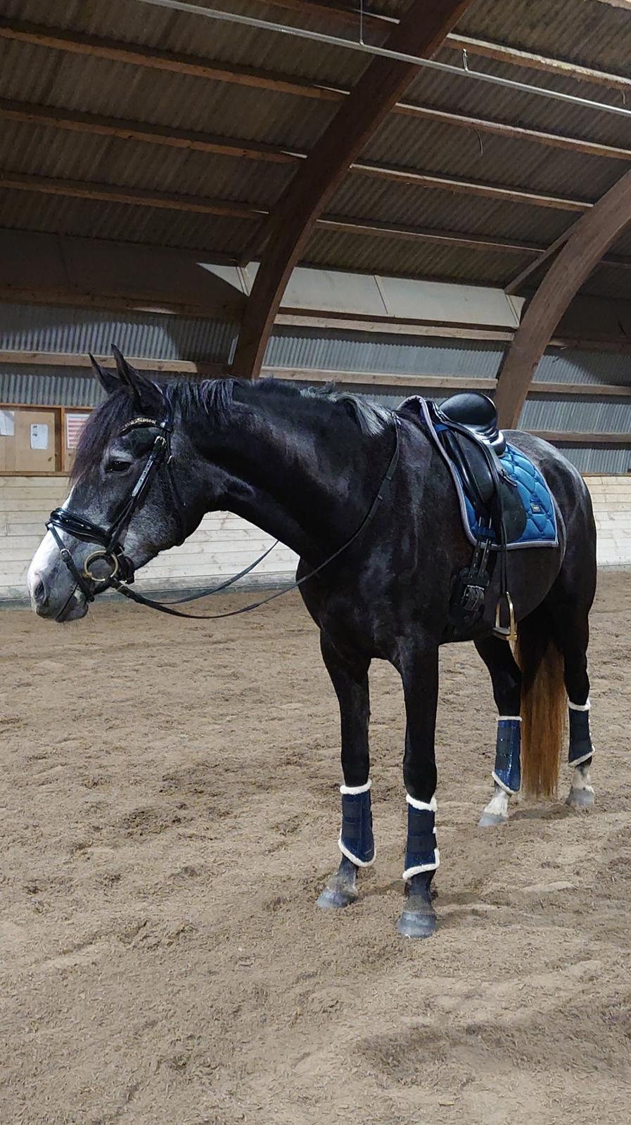 Anden særlig race Adelina(Himmelhest) - november 2021 billede 13