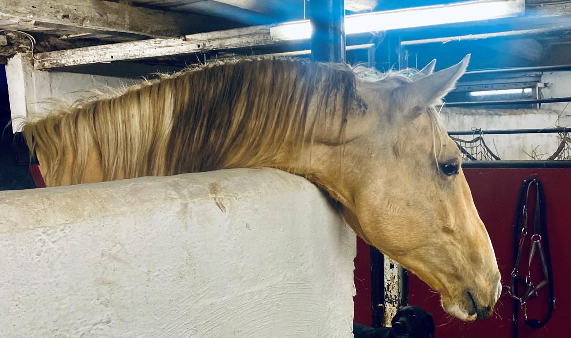 Cruzado Peachy the Lionheart billede 21