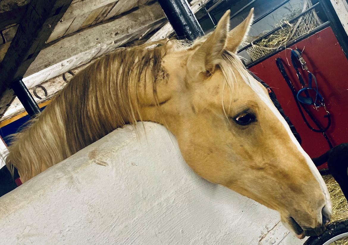 Cruzado Peachy the Lionheart billede 20