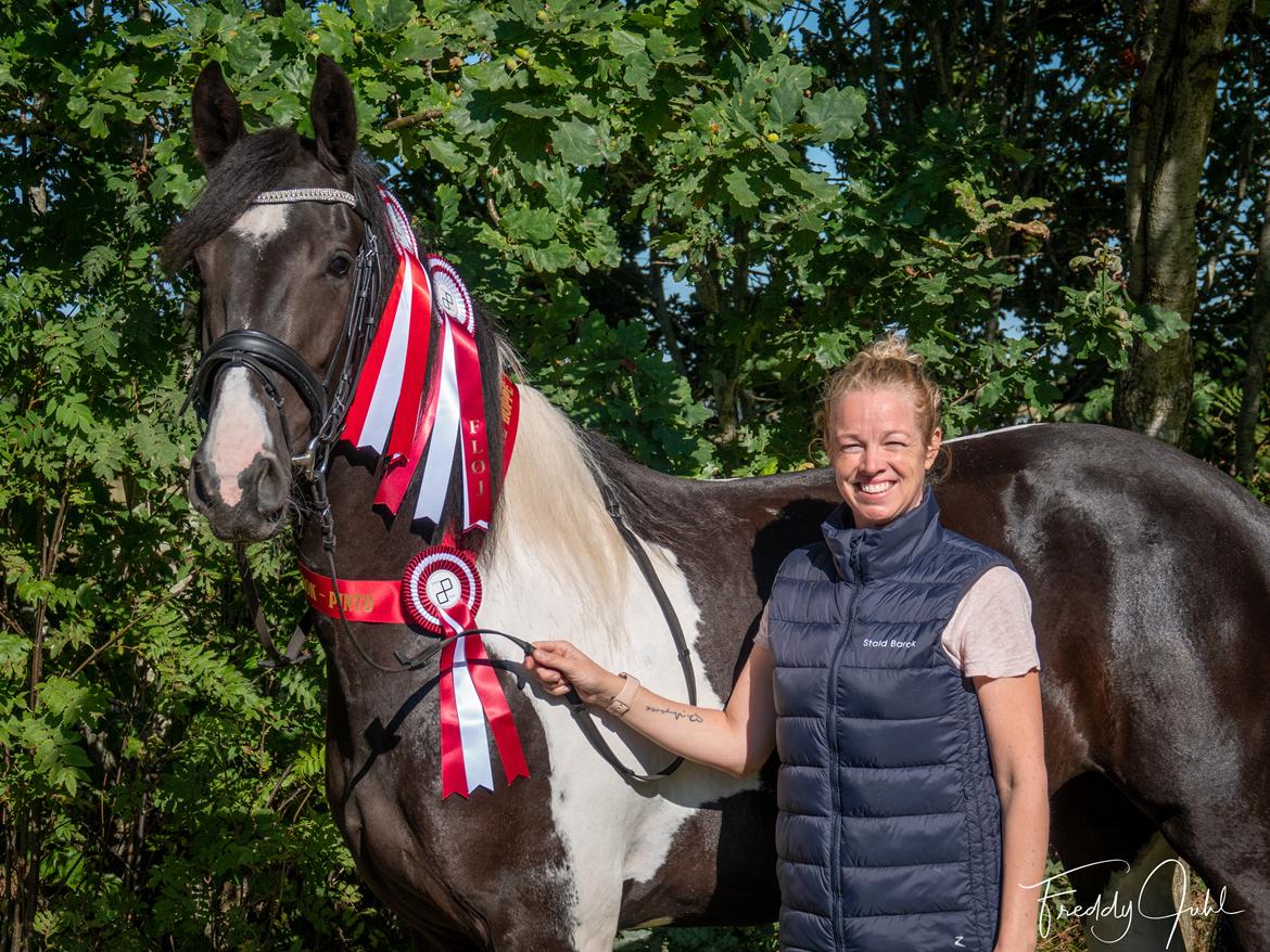 Barockpinto Tineke fan Stald Barok billede 1