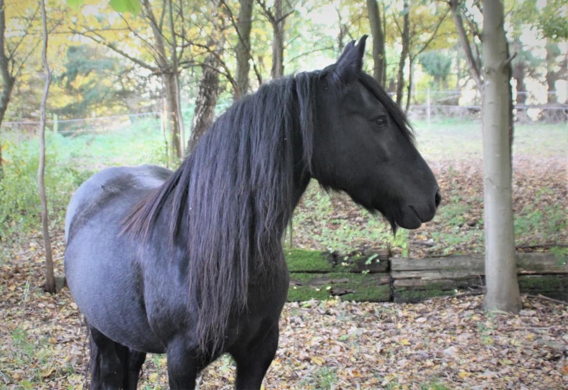 Fell pony - Horshauges Cara Mia billede 1