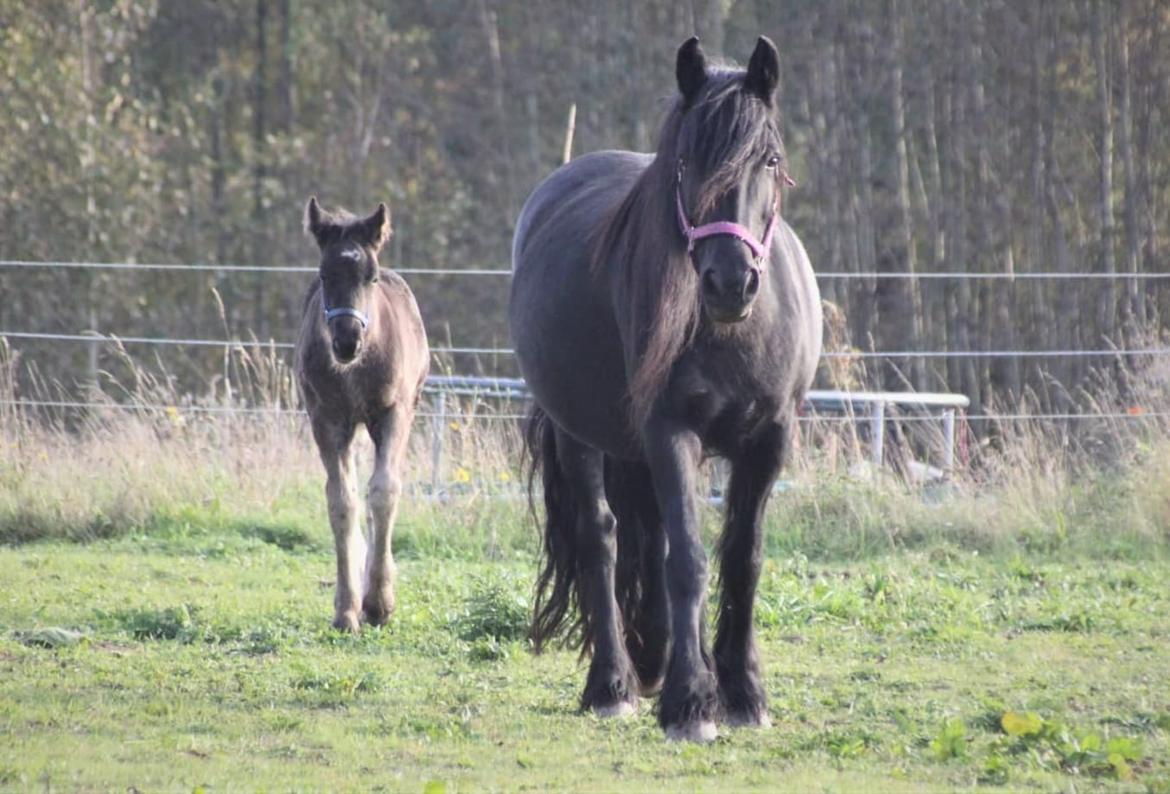 Fell pony - Horshauges Cara Mia billede 12