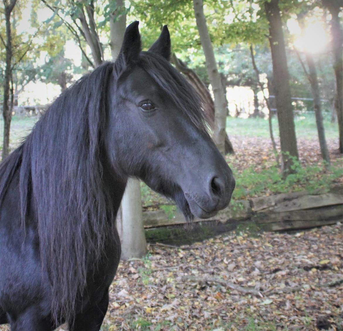 Fell pony - Horshauges Cara Mia billede 20