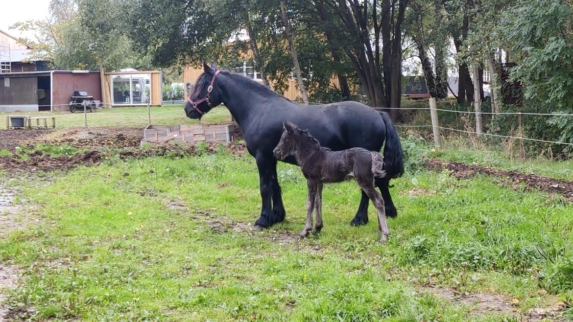 Fell pony - Horshauges Cara Mia billede 9