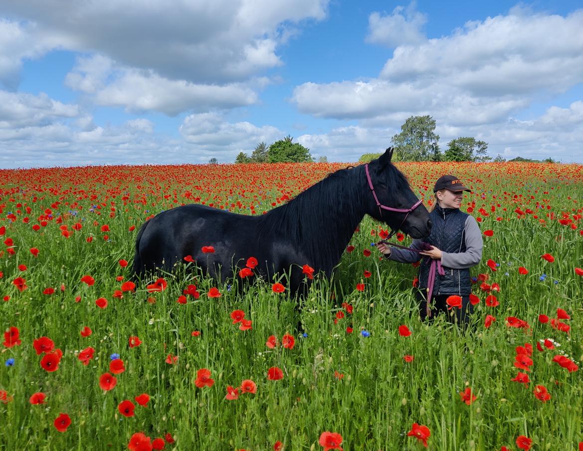 Fell pony - Horshauges Cara Mia billede 3