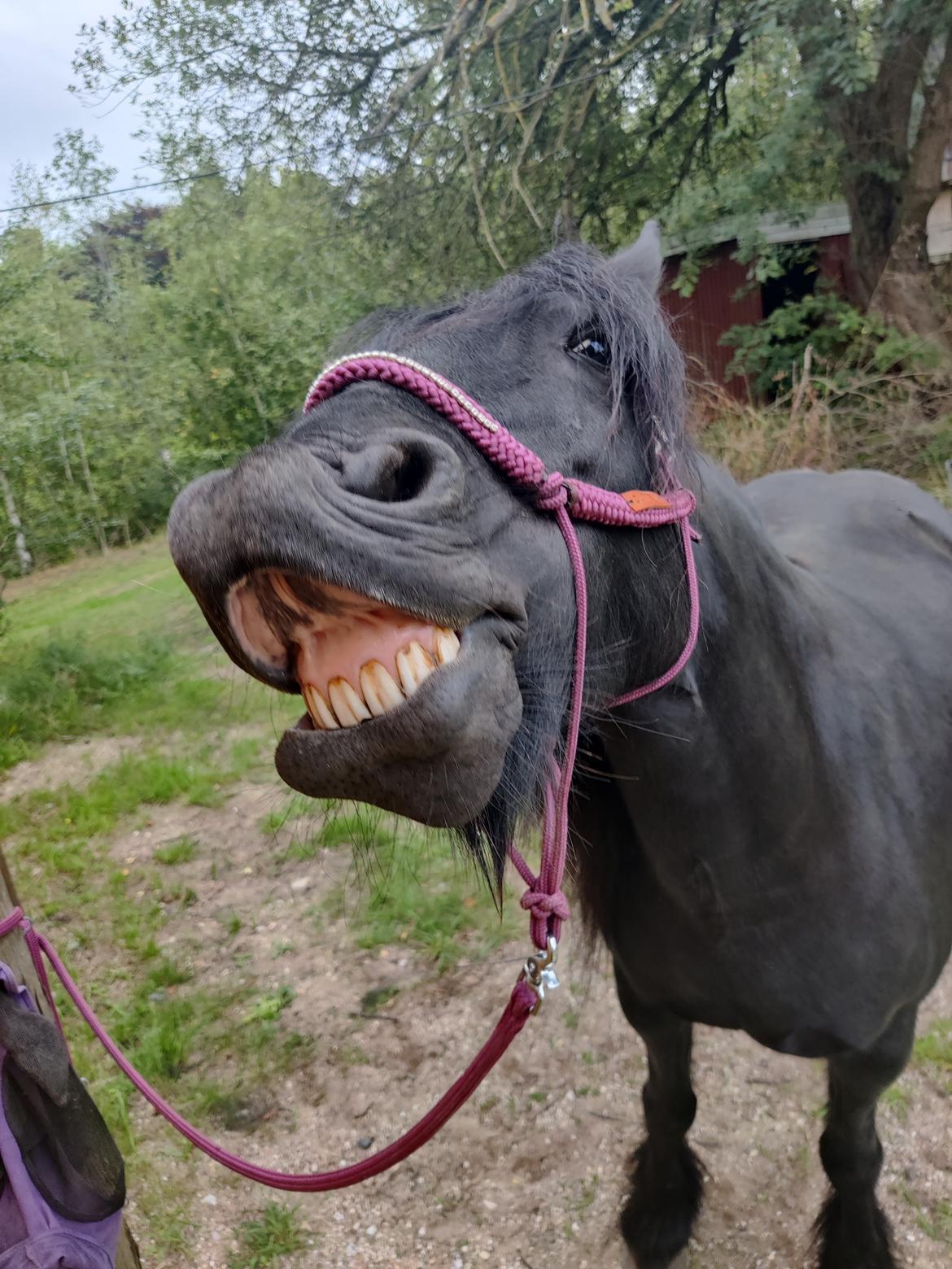 Fell pony - Horshauges Cara Mia billede 7