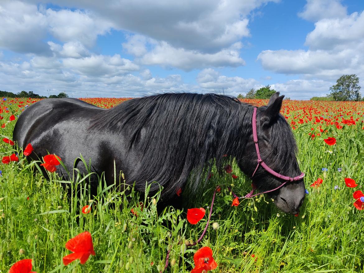 Fell pony - Horshauges Cara Mia billede 17