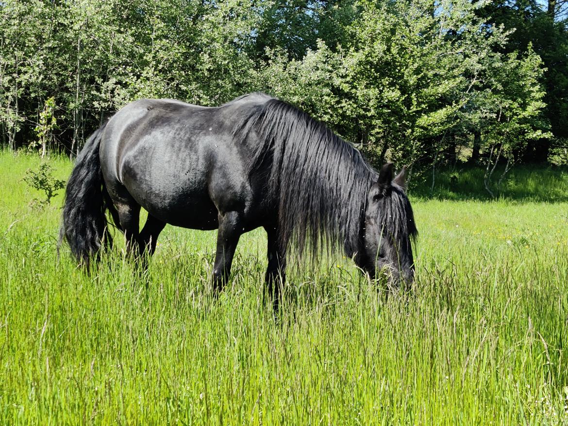 Fell pony - Horshauges Cara Mia billede 14