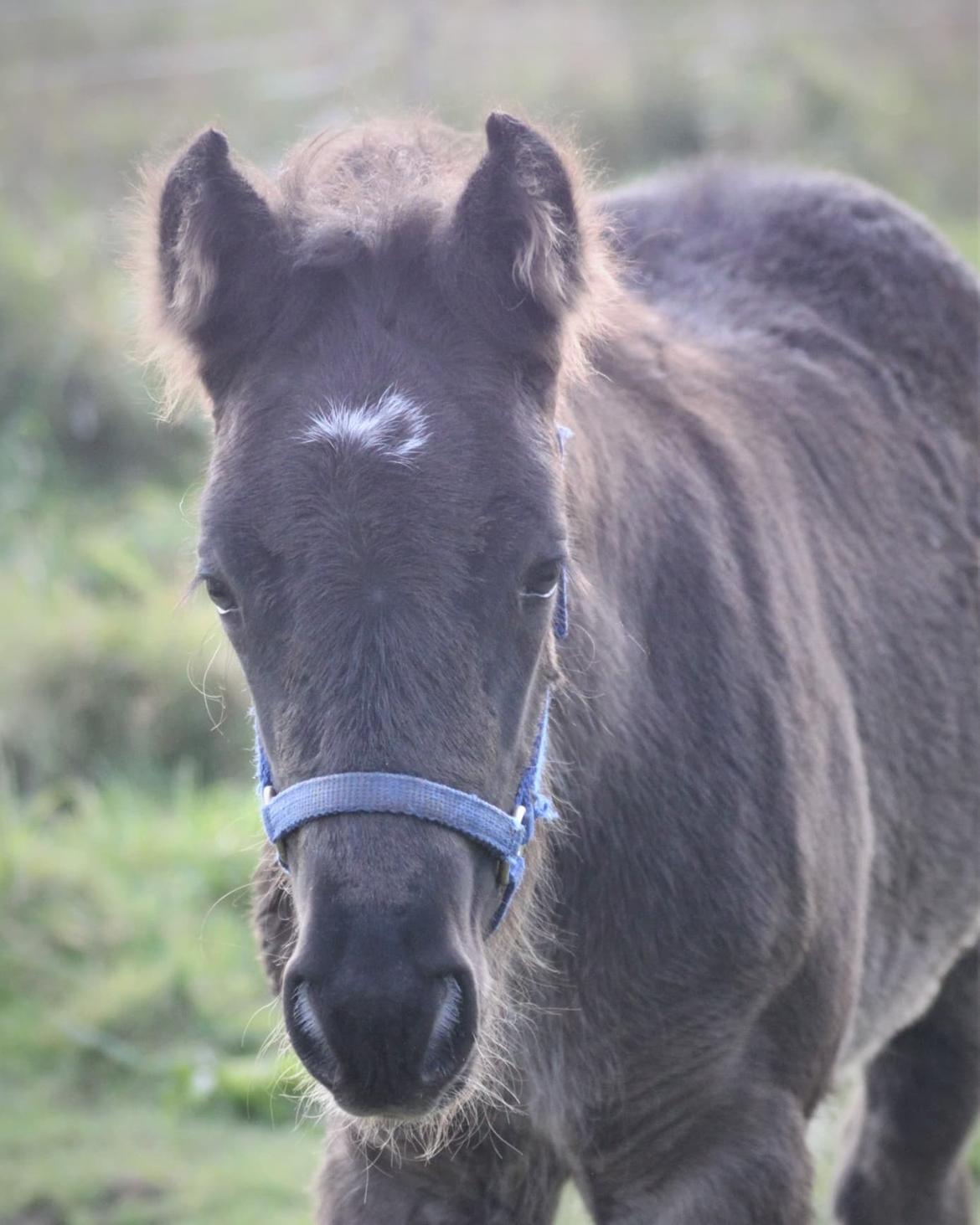 Fell pony - Hollyhusets Aimee billede 1