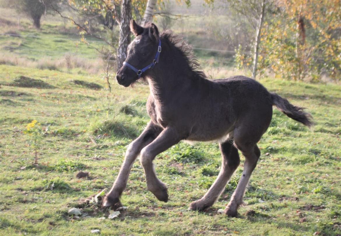 Fell pony - Hollyhusets Aimee billede 5