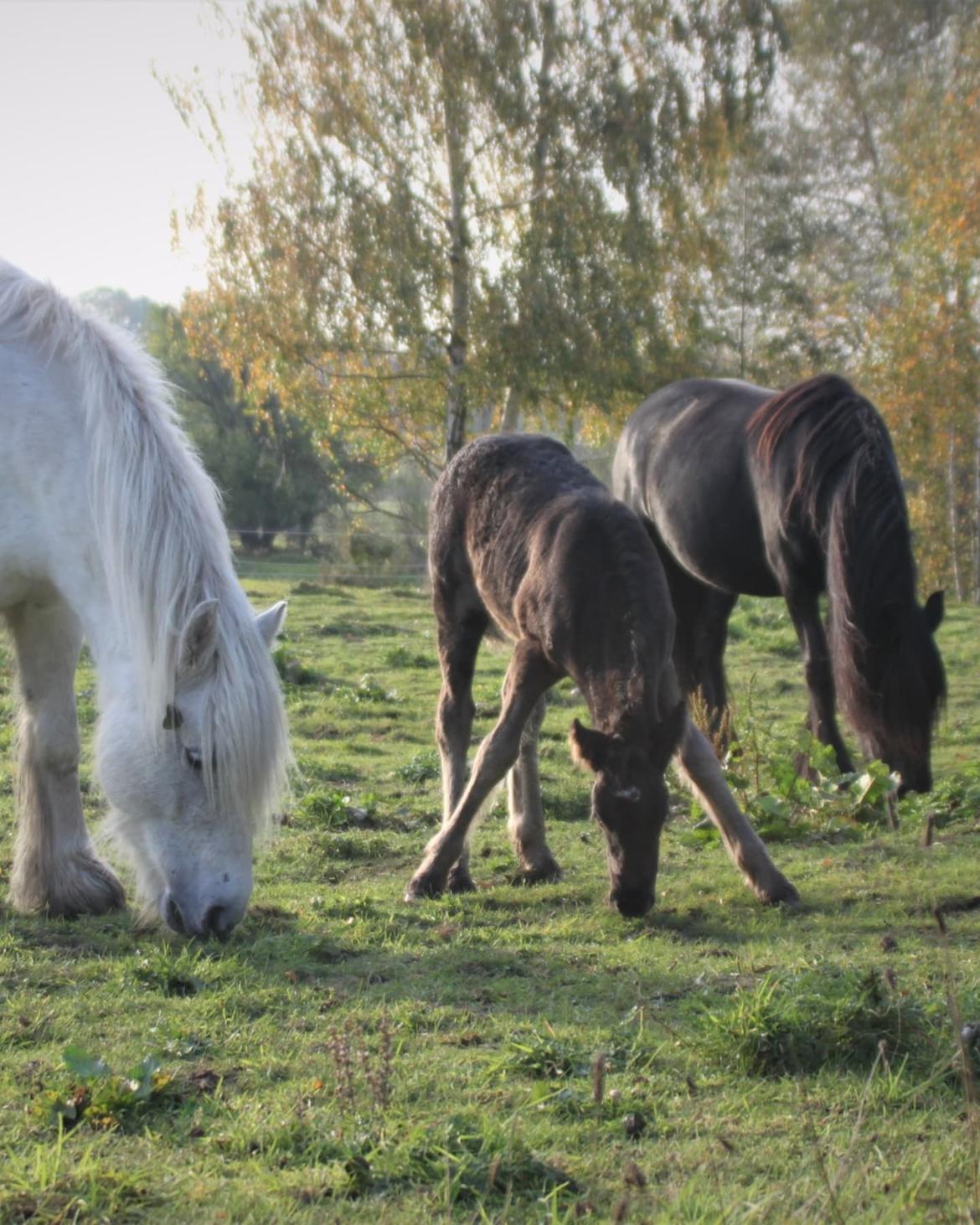 Fell pony - Hollyhusets Aimee billede 4