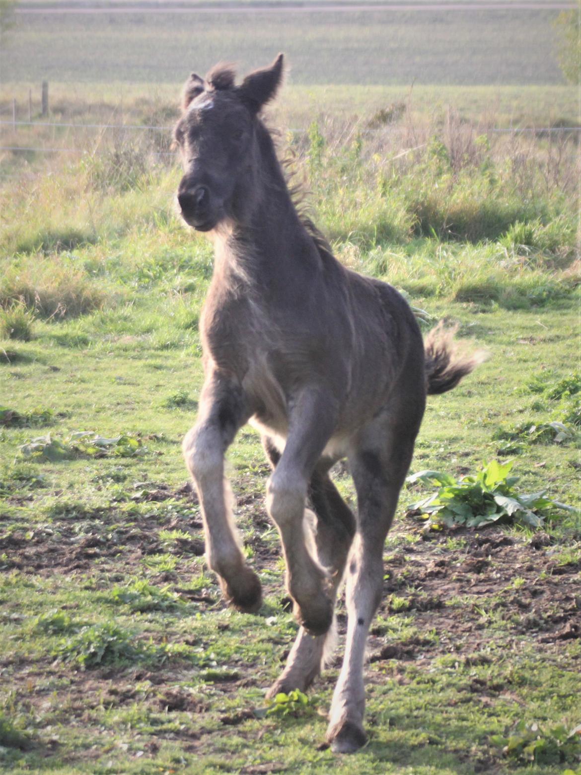 Fell pony - Hollyhusets Aimee billede 3