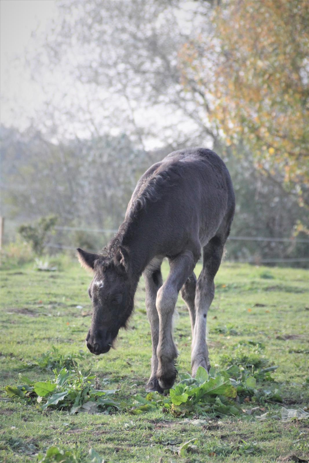 Fell pony - Hollyhusets Aimee billede 2