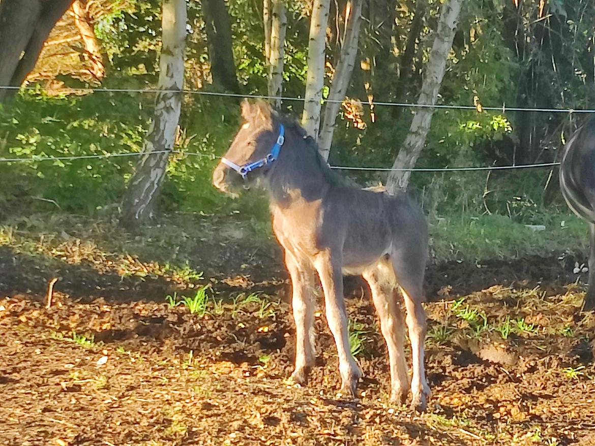 Fell pony - Hollyhusets Aimee billede 6