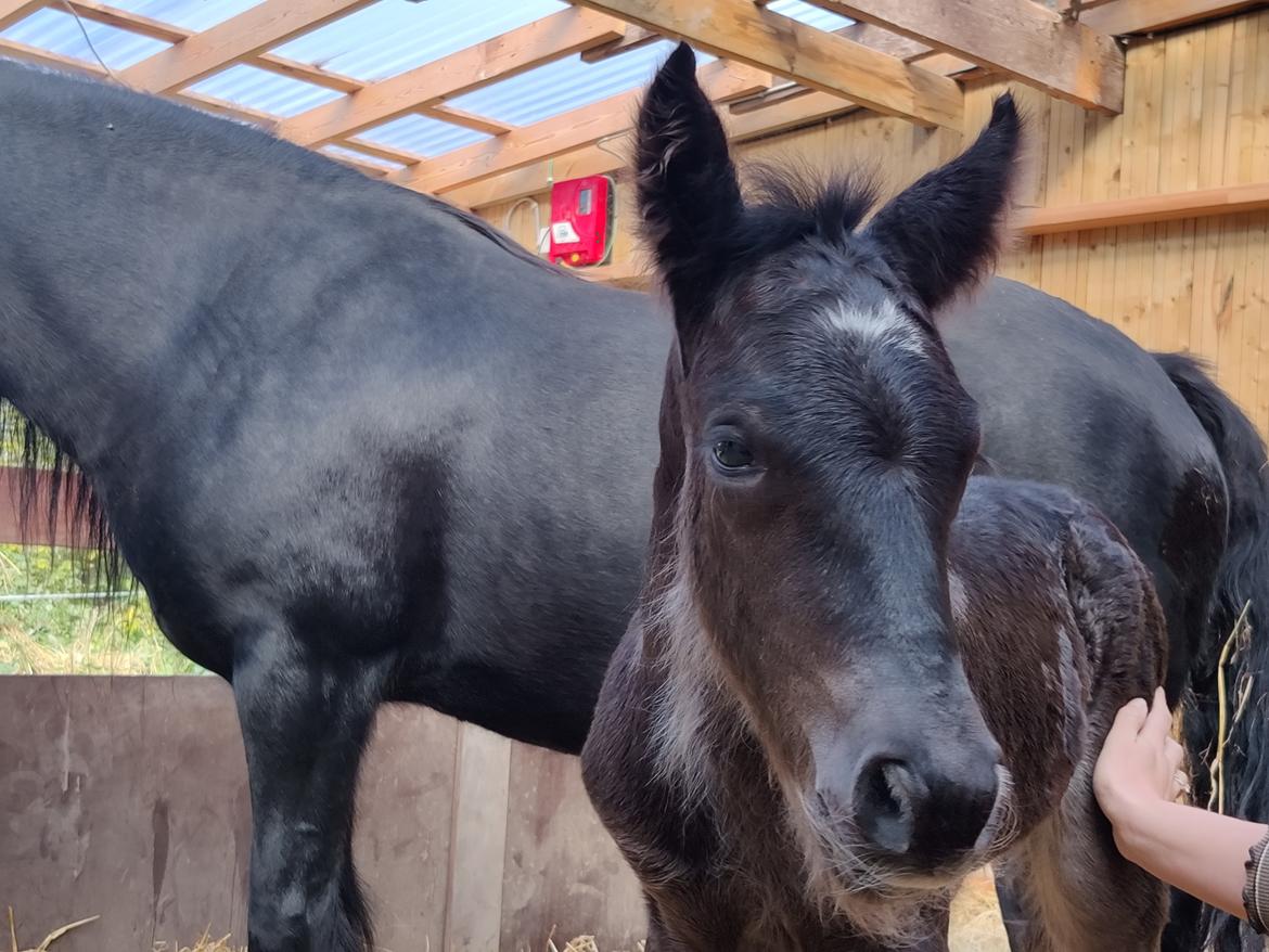 Fell pony - Hollyhusets Aimee billede 13