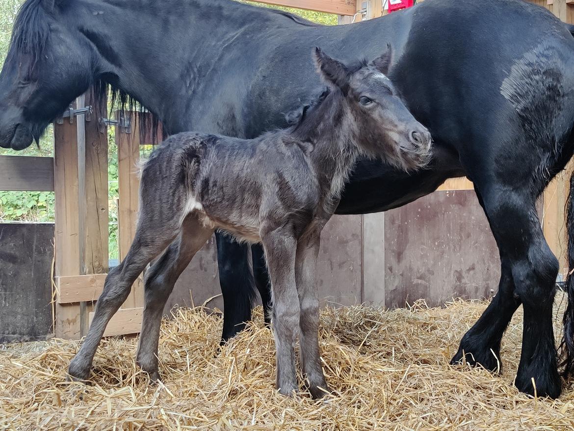 Fell pony - Hollyhusets Aimee billede 7