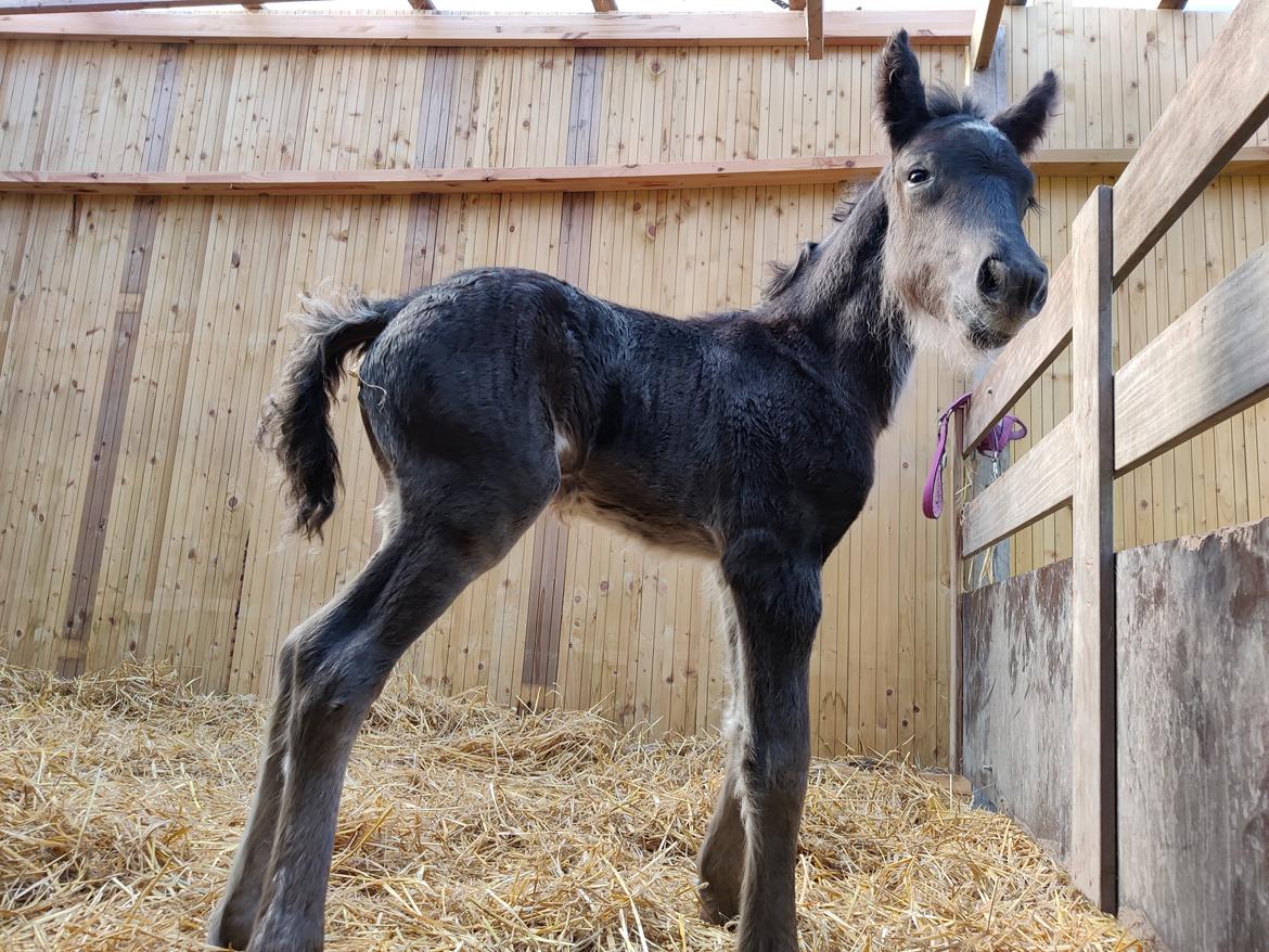 Fell pony - Hollyhusets Aimee billede 8