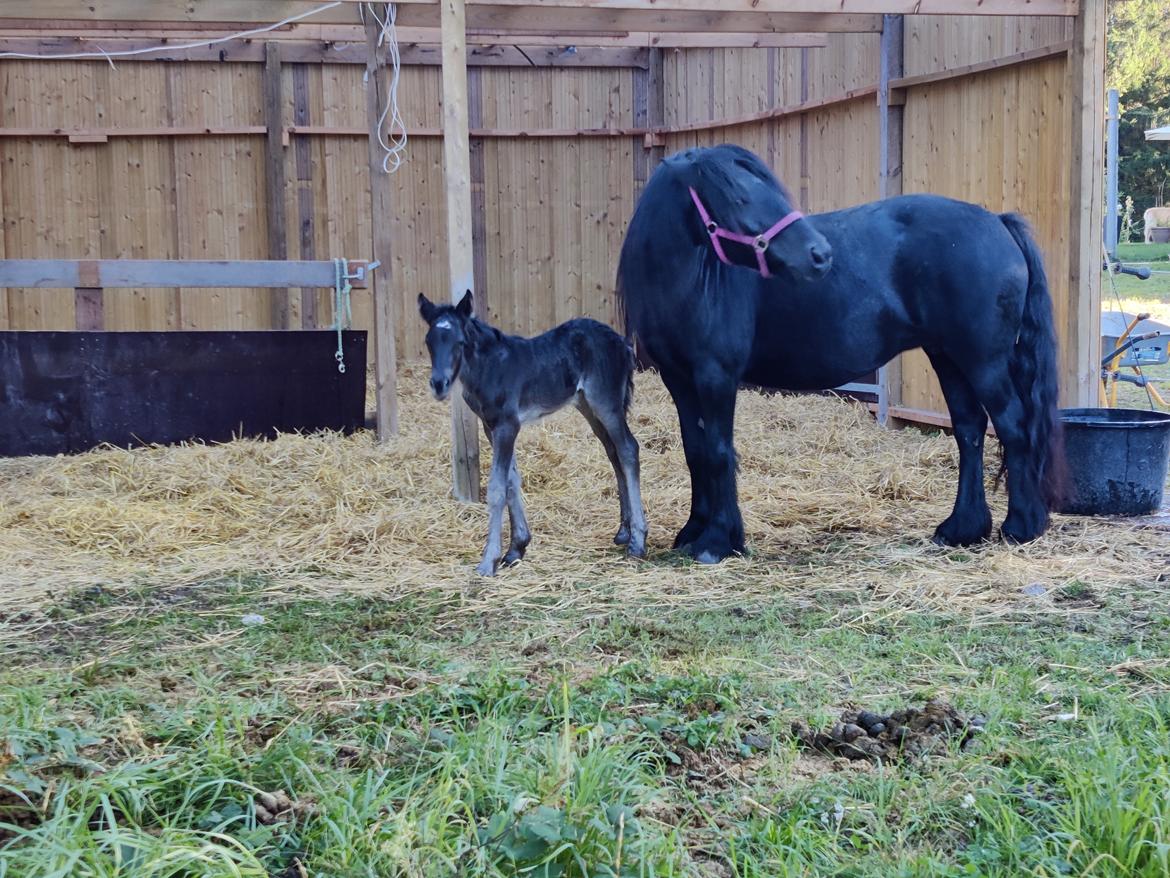 Fell pony - Hollyhusets Aimee billede 9