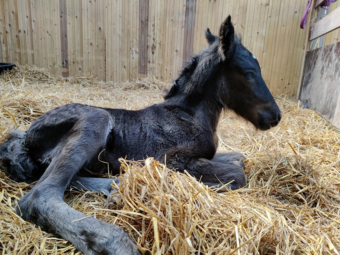 Fell pony - Hollyhusets Aimee billede 14