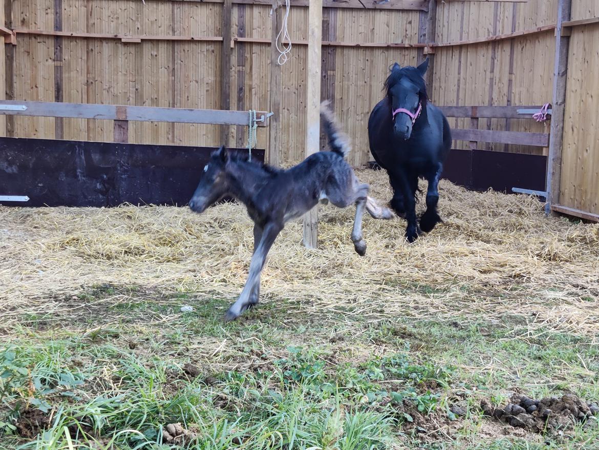 Fell pony - Hollyhusets Aimee billede 12