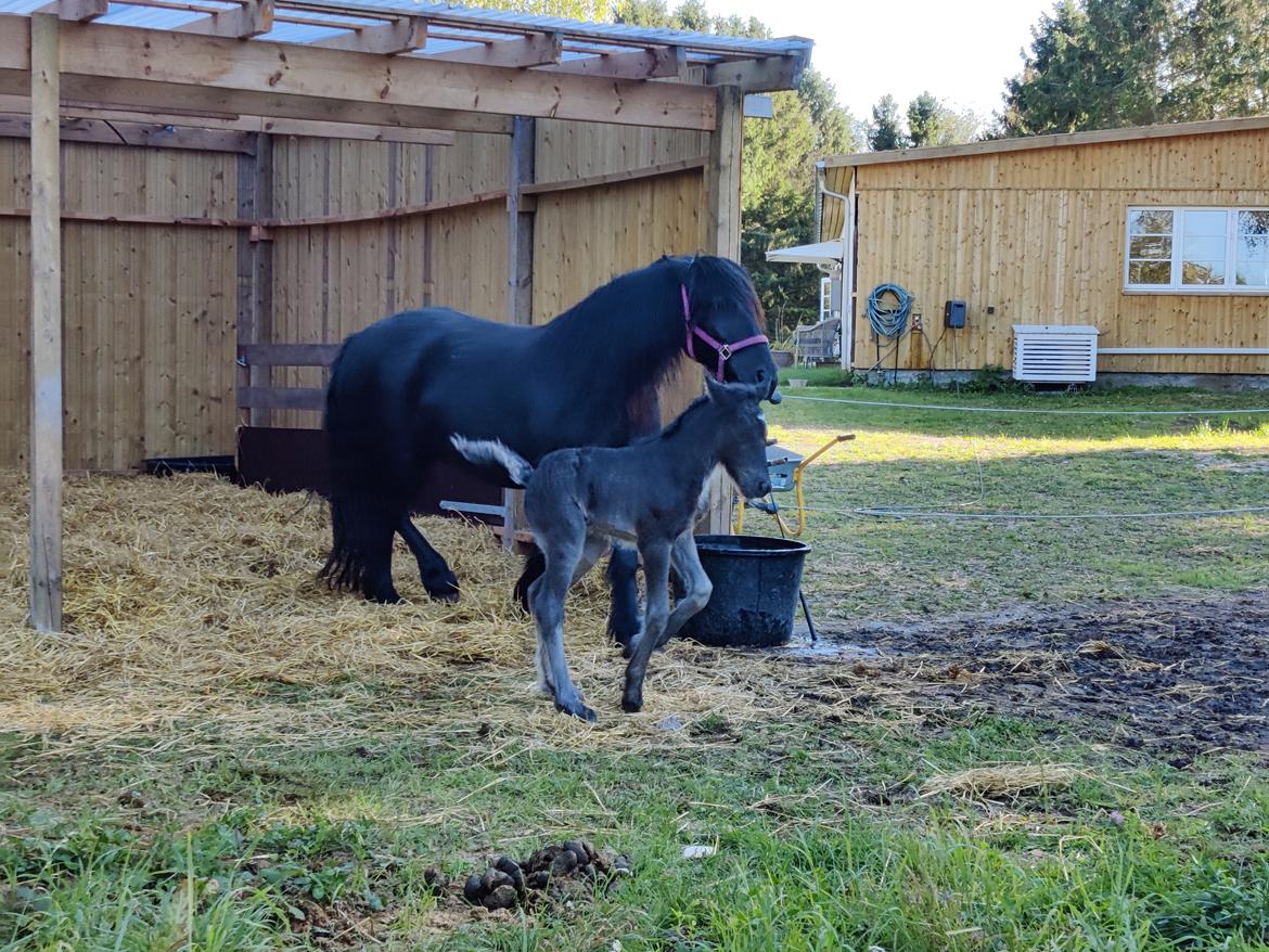 Fell pony - Hollyhusets Aimee billede 15