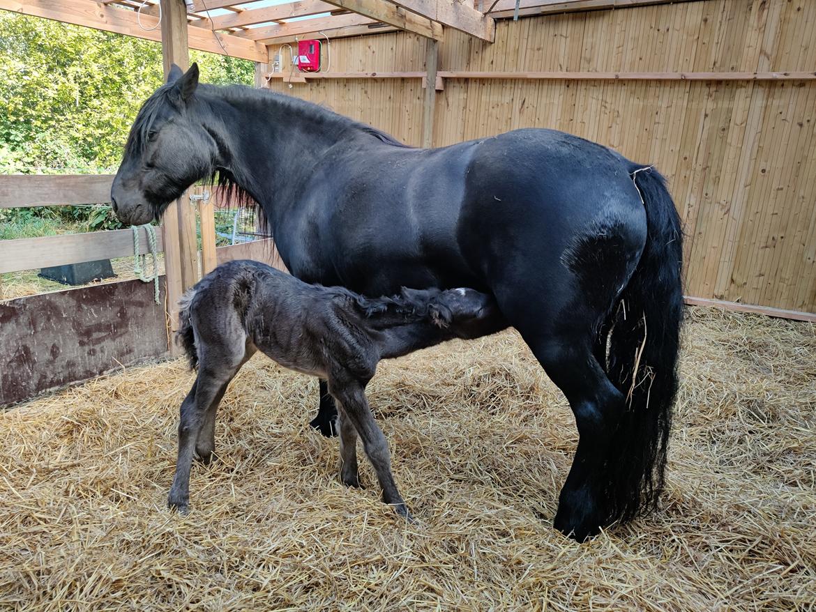 Fell pony - Hollyhusets Aimee billede 10