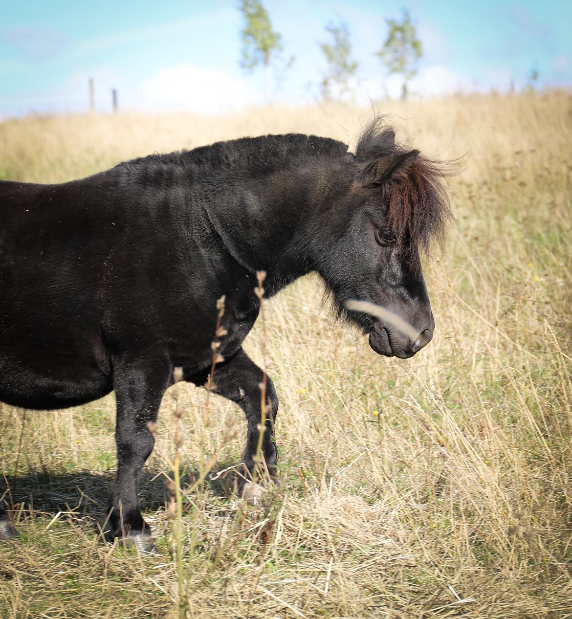 Anden særlig race Turn and burn  billede 12