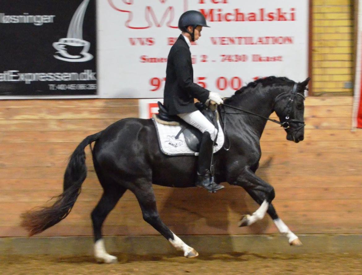 Welsh Partbred (Sec F) Struntze´s Good Point BRSDH 836 billede 3