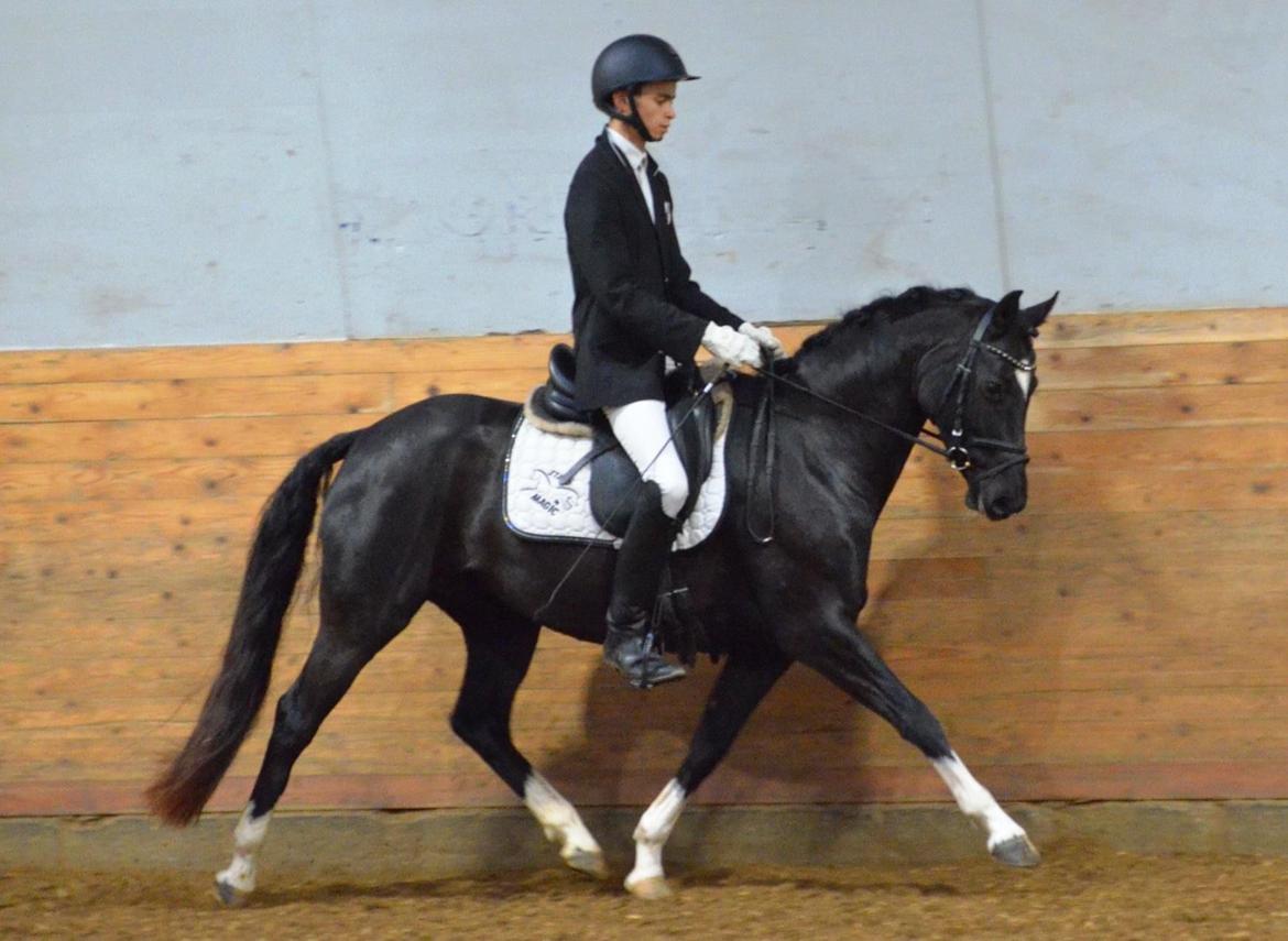 Welsh Partbred (Sec F) Struntze´s Good Point BRSDH 836 billede 4