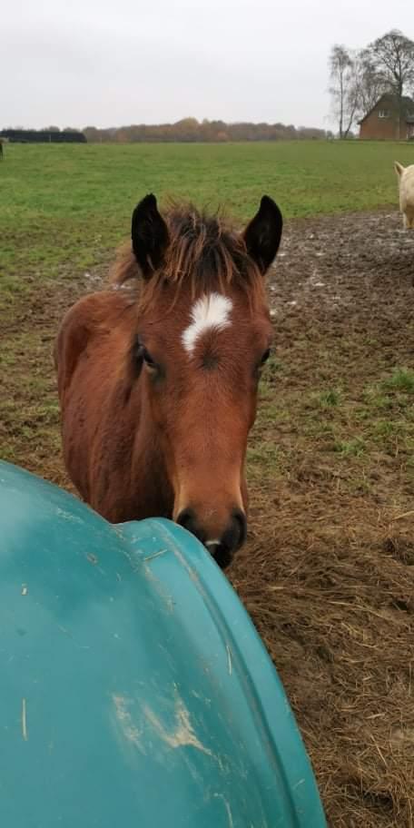 Dansk Varmblod CK' Kimberly Star - 2021 billede 14