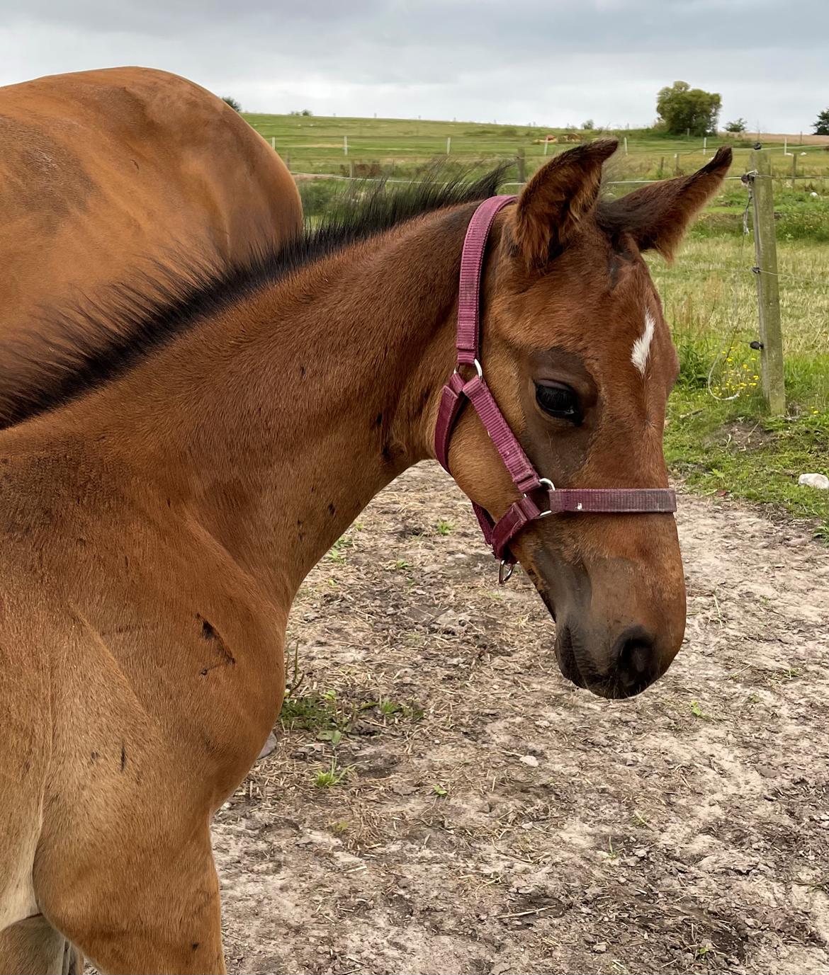 Dansk Varmblod Sundsdal's Rockabilly billede 15