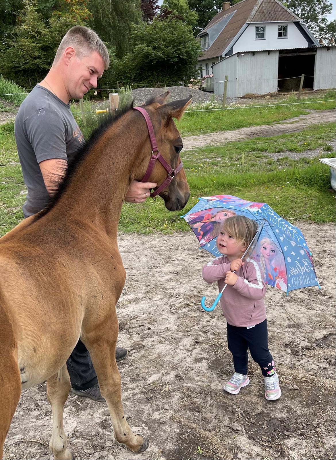 Dansk Varmblod Sundsdal's Rockabilly billede 16