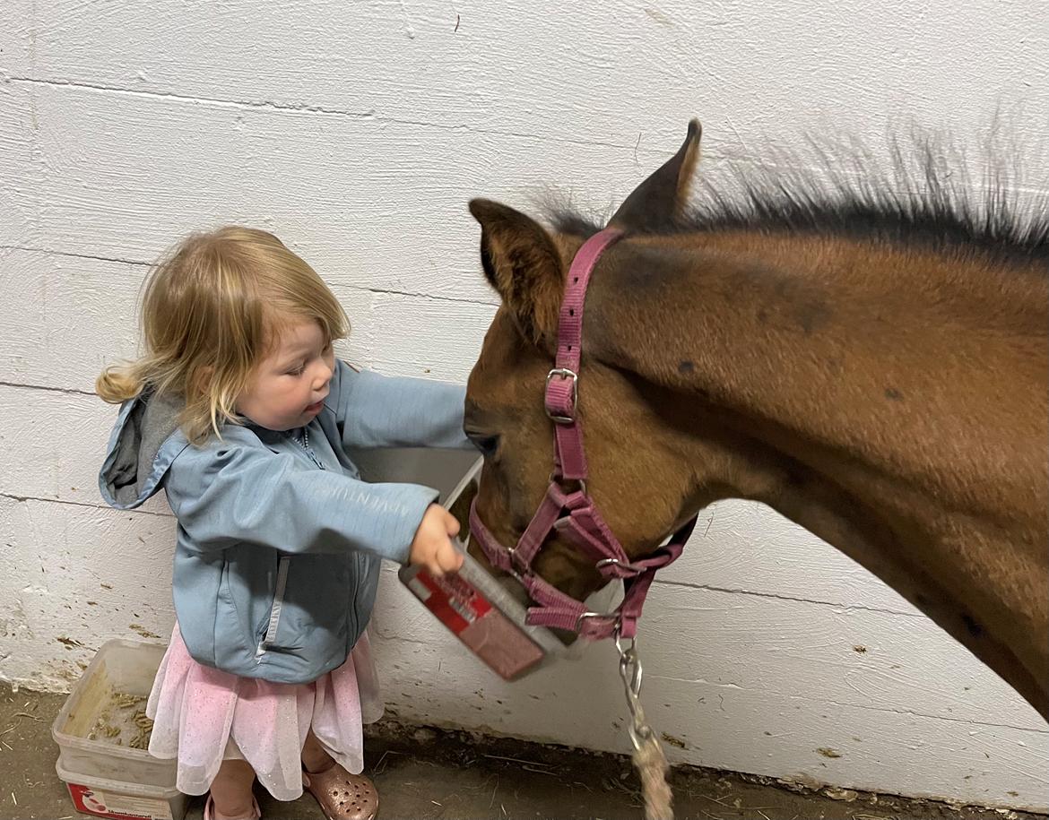 Dansk Varmblod Sundsdal's Rockabilly billede 17