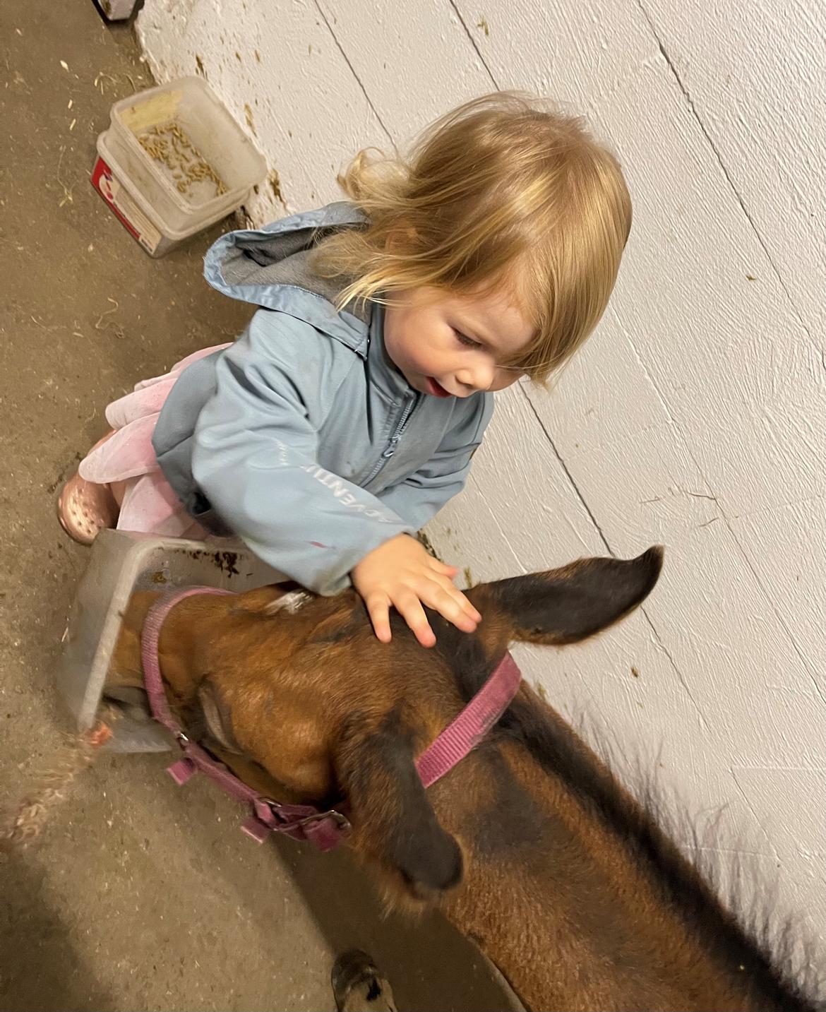 Dansk Varmblod Sundsdal's Rockabilly billede 19