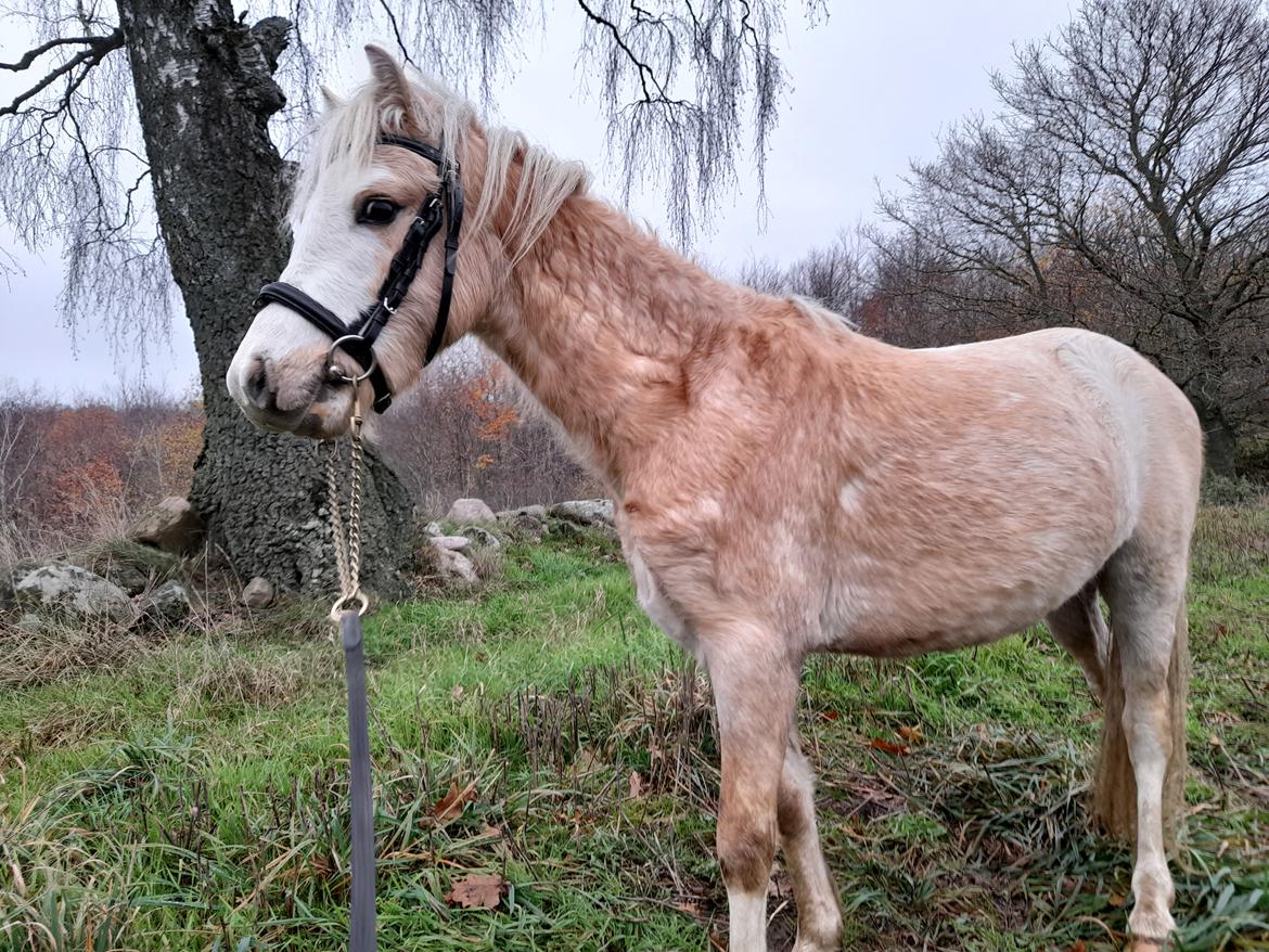 Welsh Mountain (sec A) noerrelide's Santos  billede 14