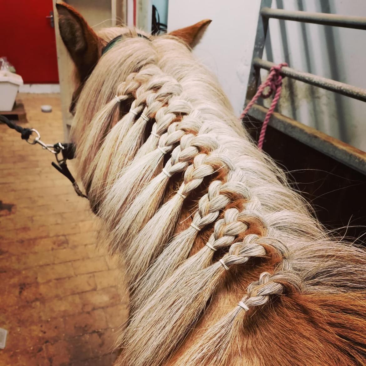 Islænder Yrsa fra Grove billede 2