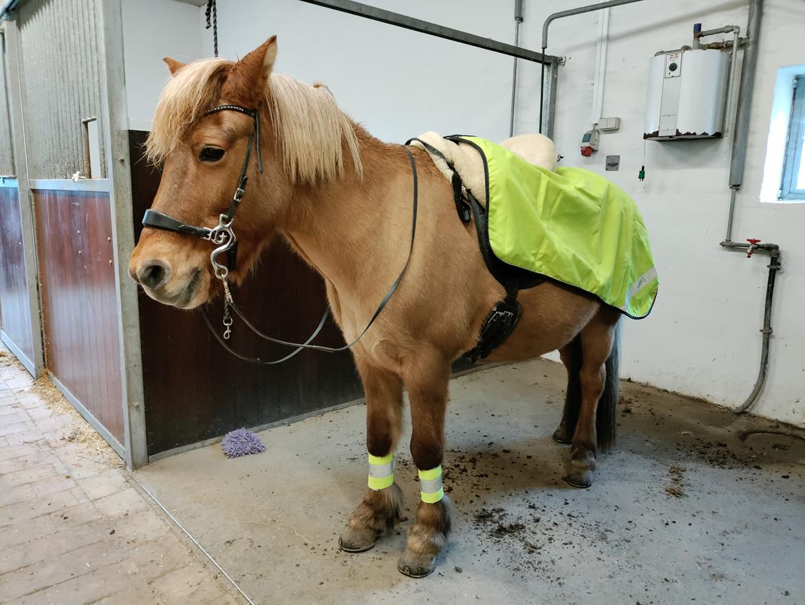 Islænder Yrsa fra Grove billede 4