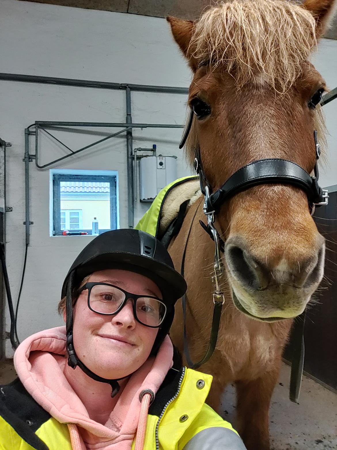 Islænder Yrsa fra Grove billede 5