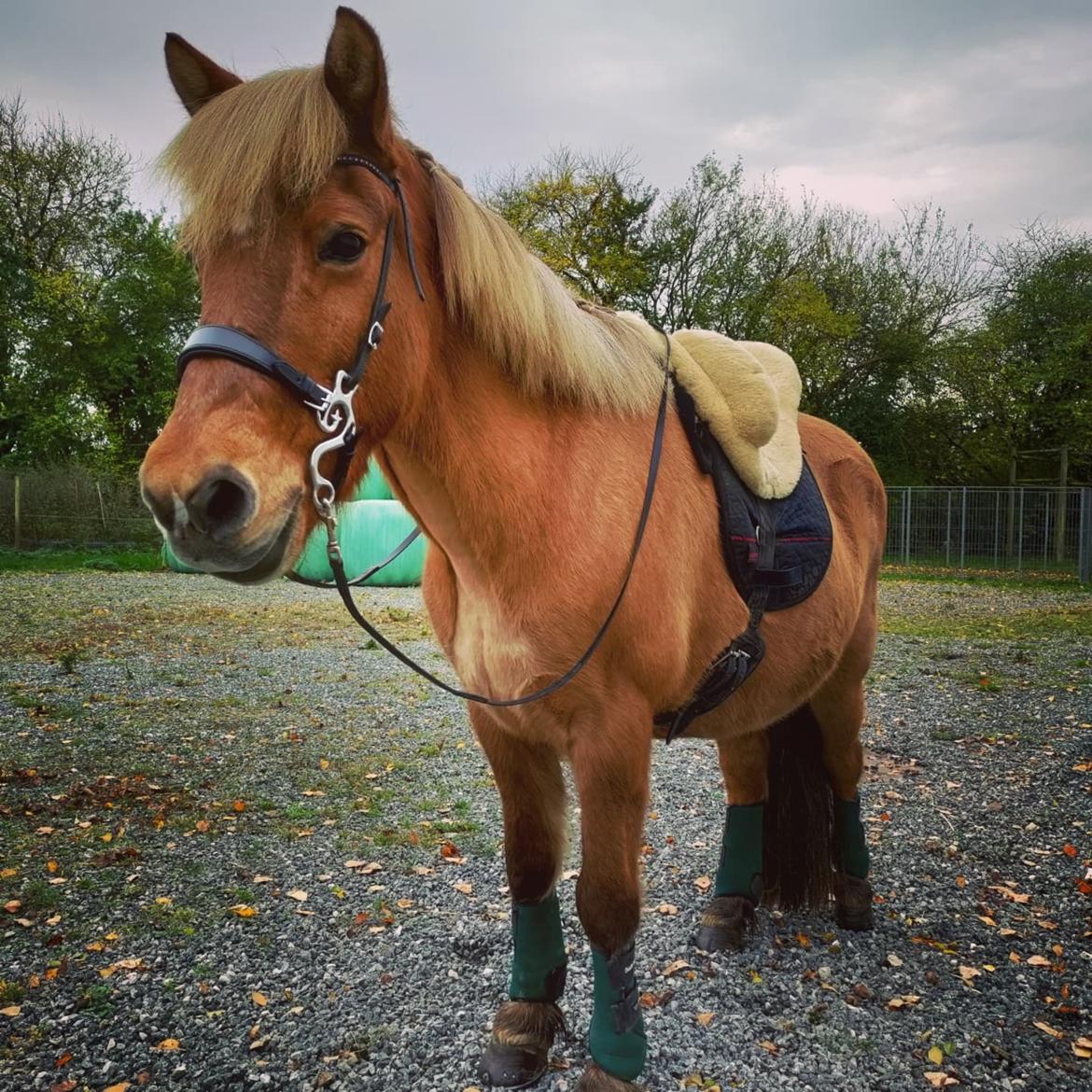 Islænder Yrsa fra Grove billede 3