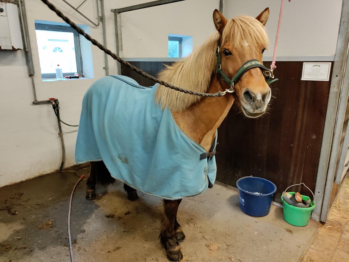 Islænder Yrsa fra Grove billede 6