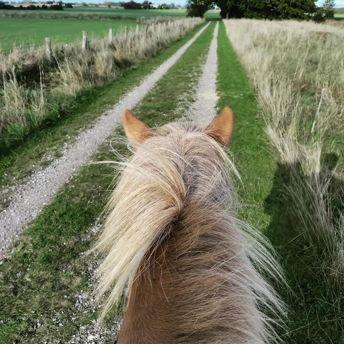 Islænder Yrsa fra Grove billede 8