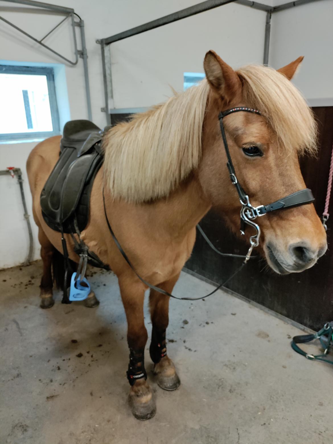 Islænder Yrsa fra Grove billede 7