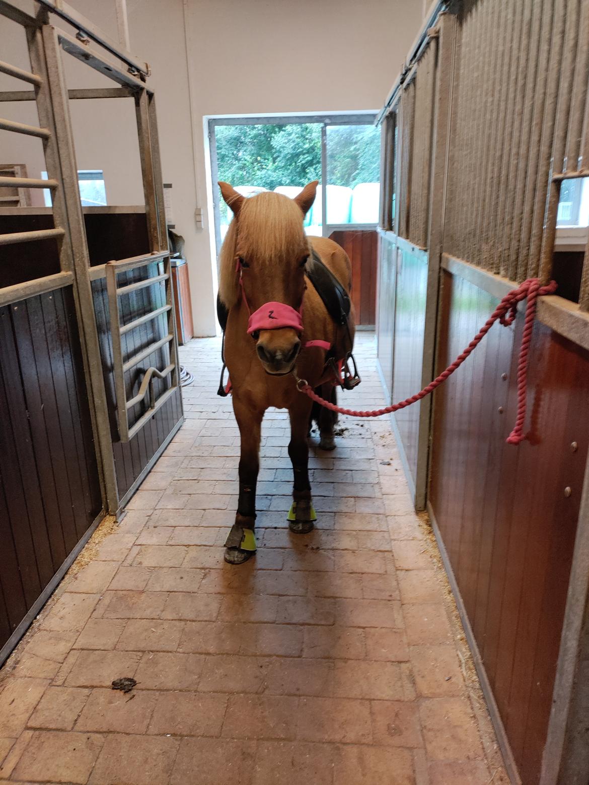 Islænder Yrsa fra Grove billede 9