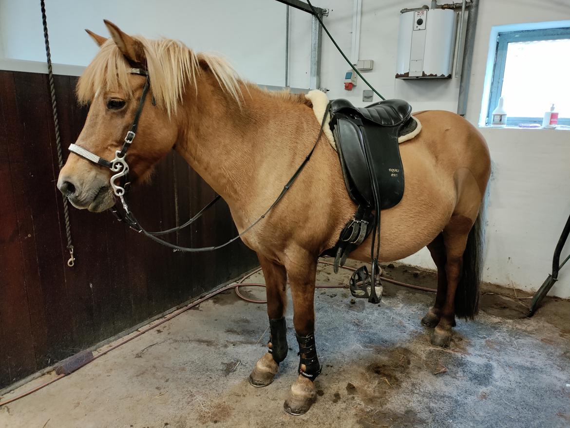 Islænder Yrsa fra Grove billede 10